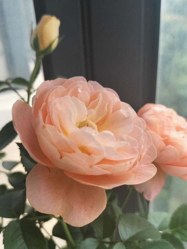 美色误人什么意思