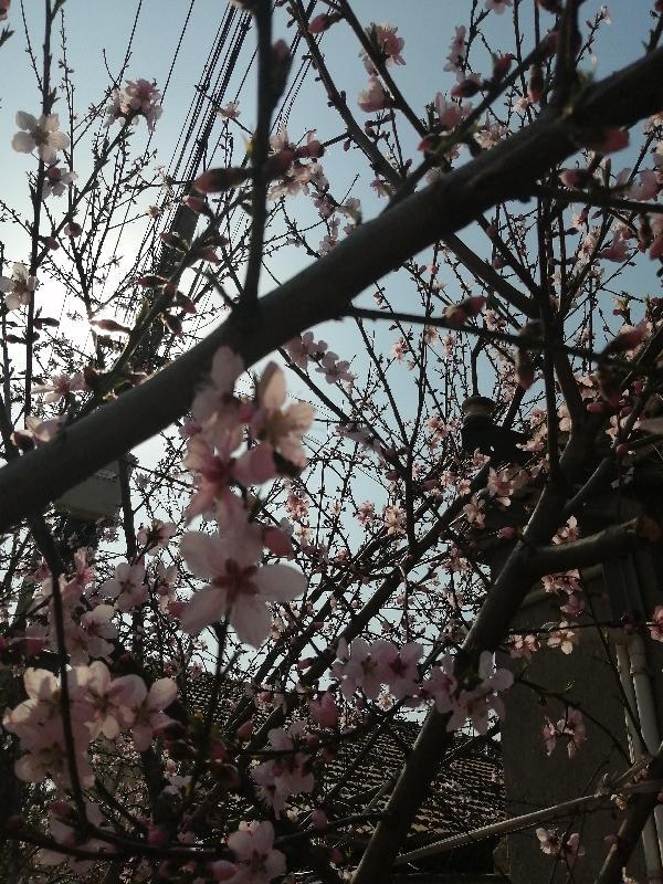 傅爷的小祖宗是个马甲精免费