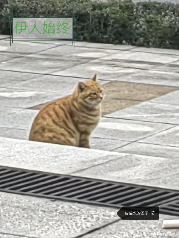 从美利坚到法兰西人主角妻子